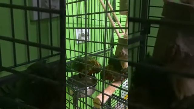 Аратингу Ендайя (Aratinga jandaya) смотреть онлайн