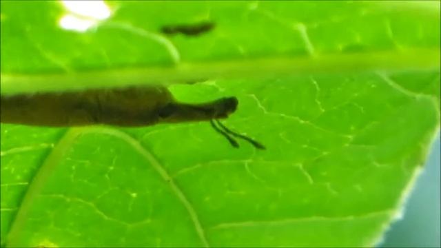 2016 15 01 ДОЛГОНОСИК ЖЁЛТЫЙ ФРАНЧИК БРОДИТ ПОД ЛИСТЬЯМИ смотреть онлайн