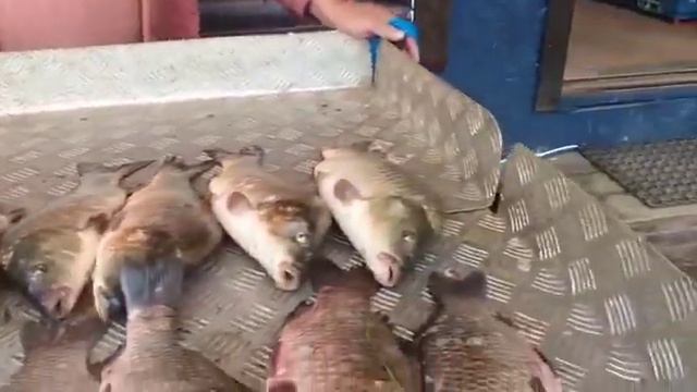 13,0 кг с основного водоёма смотреть онлайн