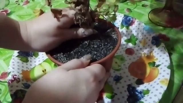 Почему гниёт королевская пеларгония зимой???