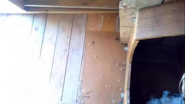 Соколы-балобаны. Контрольный осмотр птенцов_Saker falcons. Control examination of chicks смотреть онлайн