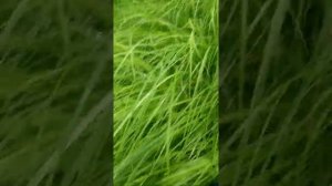 Ставим петли на утку