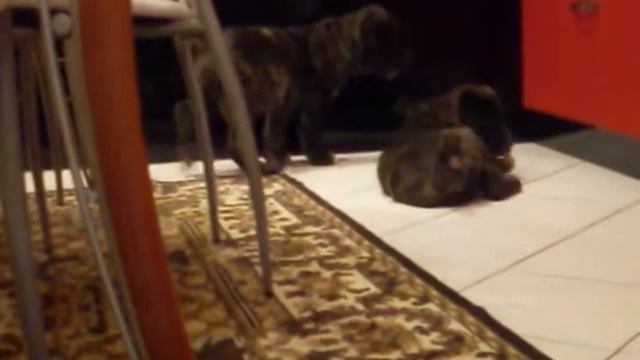 Russian Mastiff Puppy