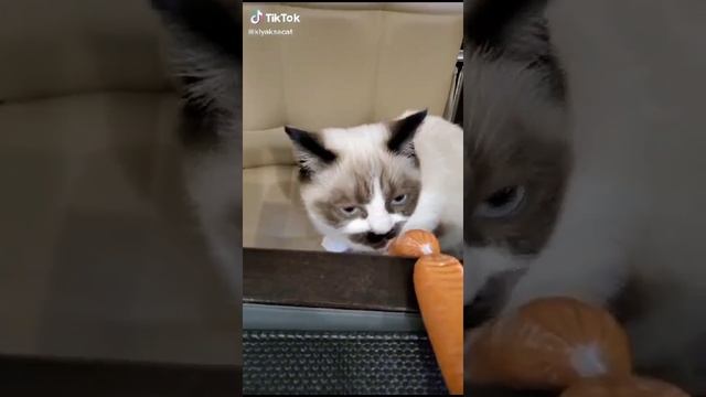 VID-20231120-WA0000.mp4