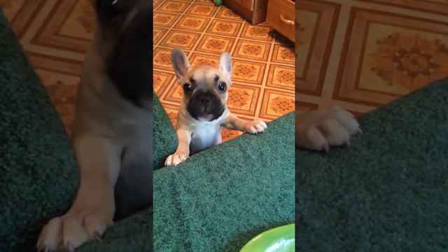 Французкий бульдог. Ванилька хочет кушать..)) смотреть онлайн