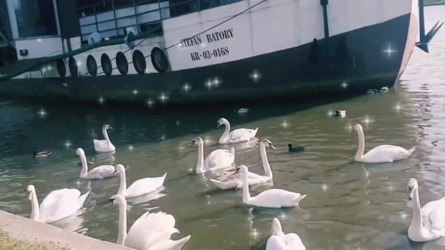 Лебеди на реке Висла #Белые лебеди #стая лебедей смотреть онлайн