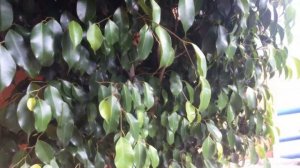 Обрезка фикуса. Формирование кроны и уход за фикусом