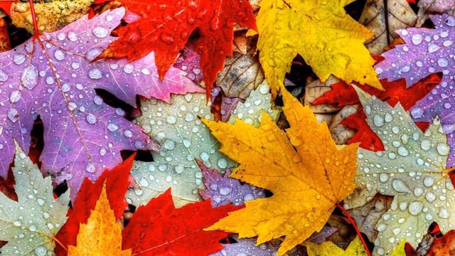 Очень Красивая и Проникновенно нежная музыка уносит вдаль! Трогает до глубины души, до слез... смотреть онлайн