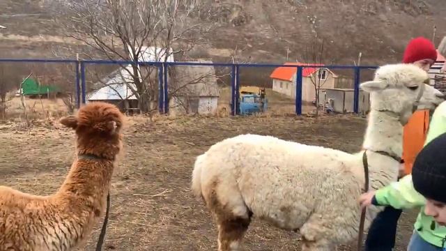 Экскурсия из Кисловодска в Хасаутское ущелье / 1 часть - Альпакотерапия смотреть онлайн