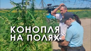 Конопля на полях