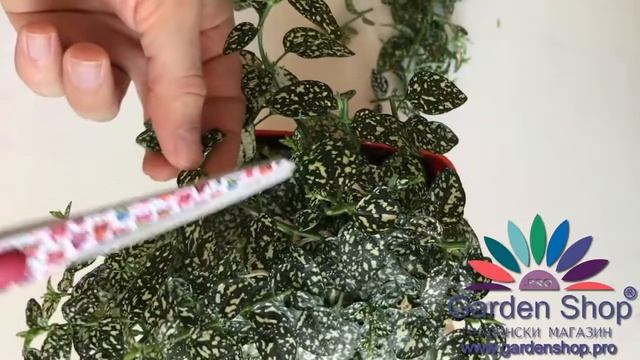 How to prune fittonia albivenis bushy смотреть онлайн