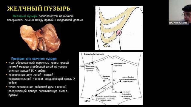 Клиническая анатомия печени и билиарной системы GMT20210423 075721 Recording 1686x768