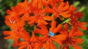 Лихнис халцедонский (lychnis chalcedonica) ? халцедонский лихнис обзор: как сажать, саженцы лихниса