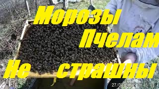-7 весной пчелам не страшны.Весенний осмотр пчел после заморозков.Результат зимовки кочевой пасеки. смотреть онлайн