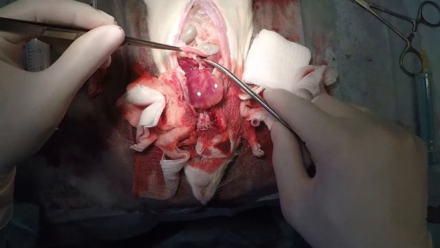 Rat pancreas procurement for islets isolation смотреть онлайн