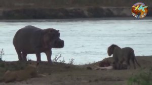 Нега Шерлар Хайвонлар Кироли? Хайвонот олами