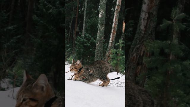 Пиксибоб Тайга🐾 смотреть онлайн