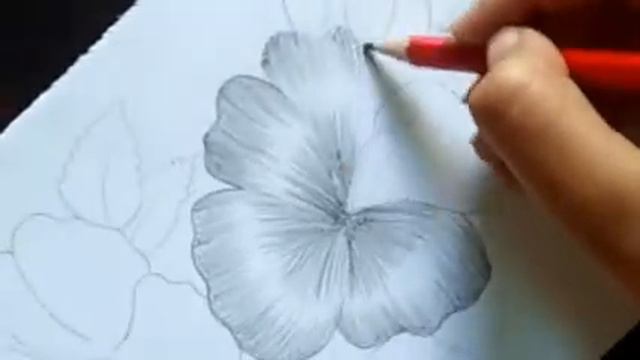 How To Draw Hibiscus Flower step by step Pencil Sketch|China Flower Drawing смотреть онлайн