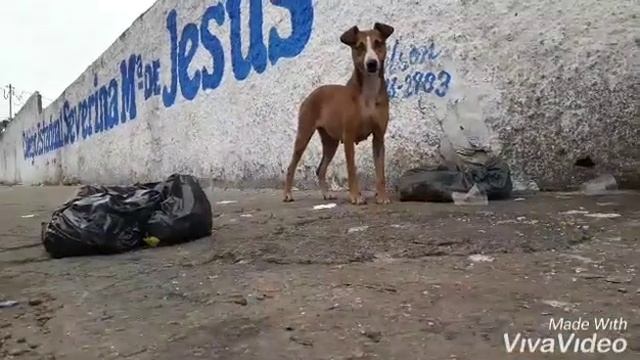 Cidade livre - Aparecida de Goiânia смотреть онлайн