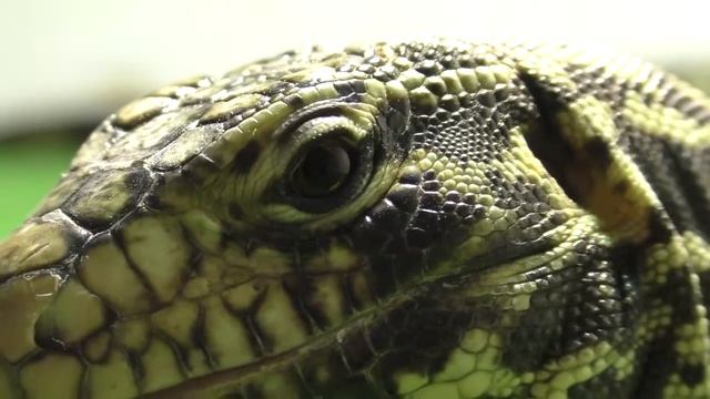 Копа гуляет и греется у Кепы в террариуме