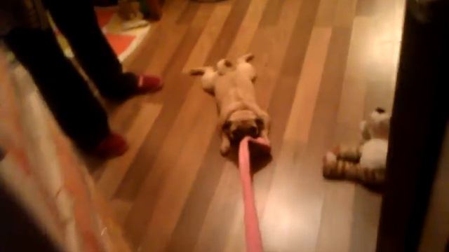 смешной мопс) смотреть онлайн