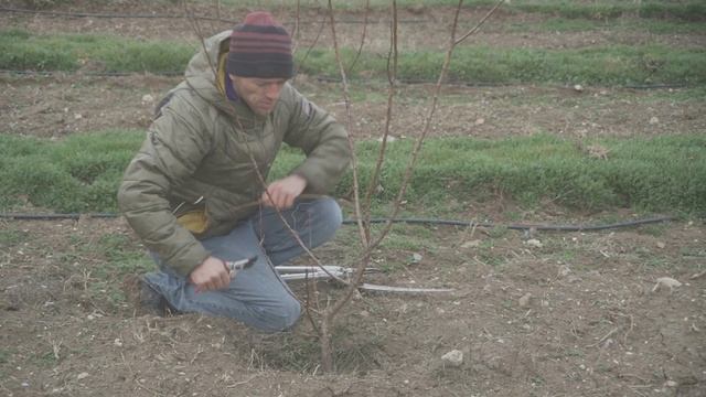 обрезка абрикоса , 2 листа смотреть онлайн