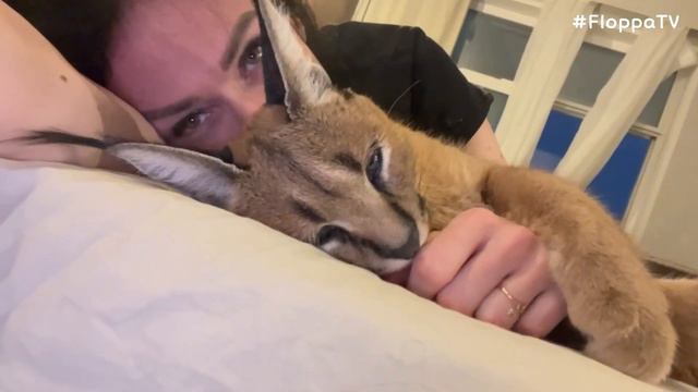 Floppa Eva Loves to Stay with Owner : Caracal смотреть онлайн