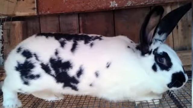 "У ДАЧИ". КАЛЕЙДОСКОП. Выпуск №8 смотреть онлайн