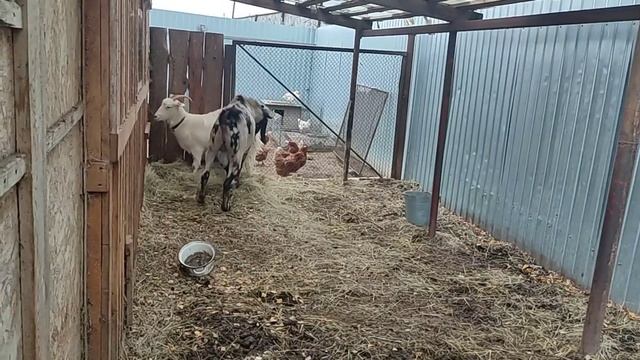 Англо Нубийской козел кроет коз, было смешно!#рек #short #топ #козы #рекомендации #хочуврек #фермер смотреть онлайн