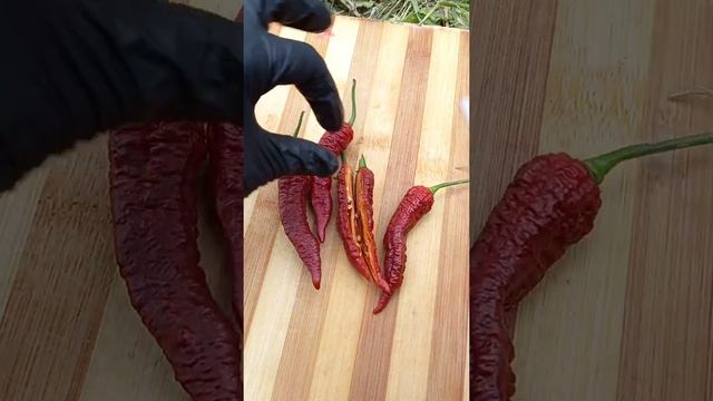 Острый перец Leviathan Gnarly Scorpion в разрезе смотреть онлайн