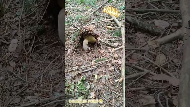 лето 2023, грибы, тихая охота, грибной суп, грибная пора, лес.