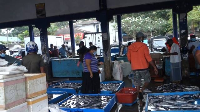 Рыбный рынок в Берувеле(Fish market in Beruwala),Шри Ланка(Sri Lanka) смотреть онлайн