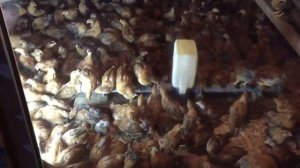 Цыплята кур породы «Кучинская Юбилейная»