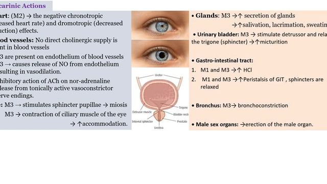 cholinergic agonist смотреть онлайн