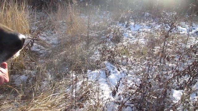 Поэзия. За солнечными бликами. смотреть онлайн