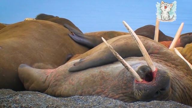 Полярные животные для детей. Животные крайнего севера и юга смотреть онлайн