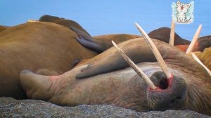 Полярные животные для детей. Животные крайнего севера и юга