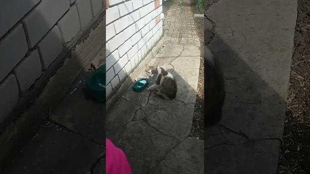 Пейте кошки молоко смотреть онлайн