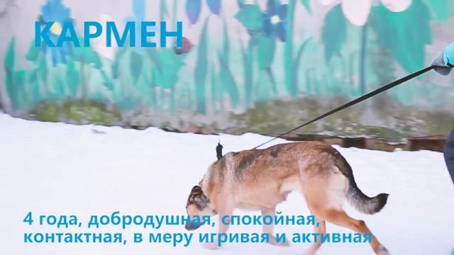 Екатеринбург! Возьми собаку из приюта спаси ЖИЗНЬ!!! смотреть онлайн