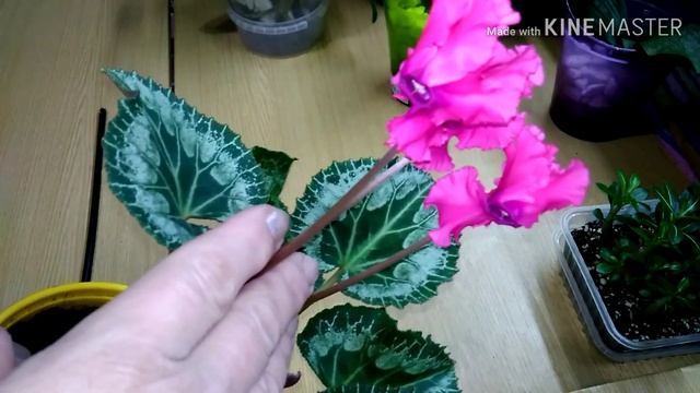 ЦИКЛАМЕН - сорт Rocolina Dark Pink смотреть онлайн