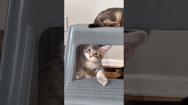 Super Cute Baby Blue F3 Chausie Kitten! смотреть онлайн