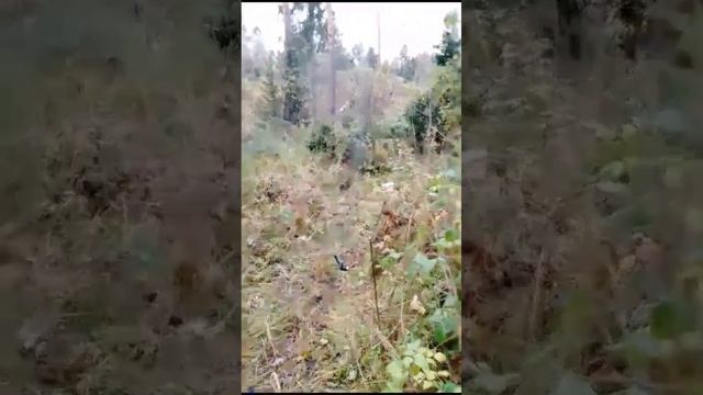 ловля синиц смотреть онлайн