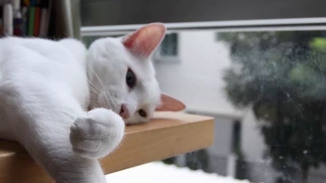 Top 20 Cat Hacks You NEED to Know смотреть онлайн