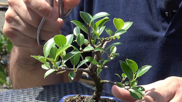 Ficus Tiger Bark (MAME) - O Meu Menor Bonsai