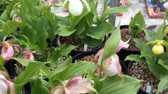 Cypripediums in pots four смотреть онлайн