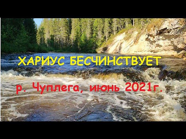 Ловля хариуса на спиннинги на реке Чуплега