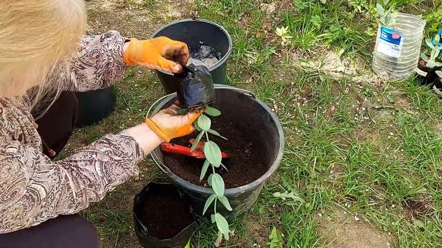 ЭУСТОМА ОТ посева и ДО цветения ПОДРОБНО смотреть онлайн