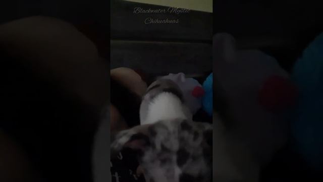 Cribbage - smooth coat Merle chihuahua puppy смотреть онлайн