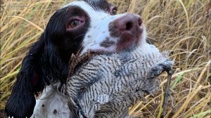 Охота на вальдшнепа с Спрингер спаниелем#5