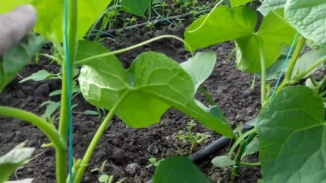 √62 Наши малыши,Гибриды Берн , Св 4097, Лютояр. смотреть онлайн